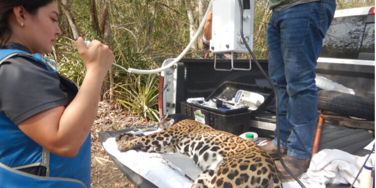 Rescata y libera Comisión de Parques y Biodiversidad a jaguar en Llera
