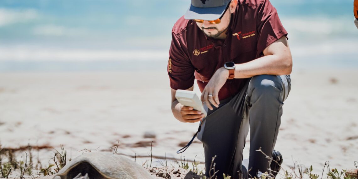 Preparan operativos en playas por arribo de tortugas durante Semana Santa