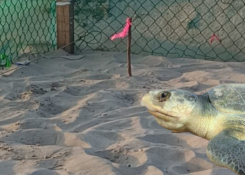 Registra Tamaulipas la primera anidación de tortuga lora de la temporada 2026