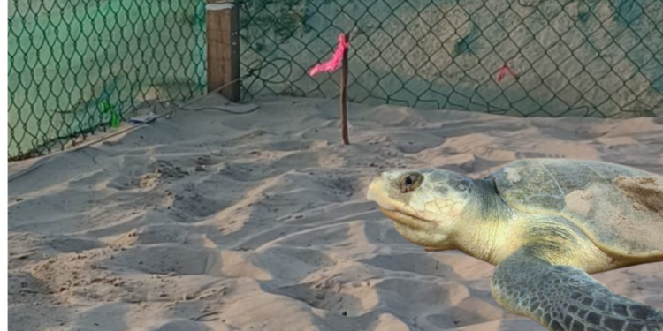 Registra Tamaulipas la primera anidación de tortuga lora de la temporada 2026