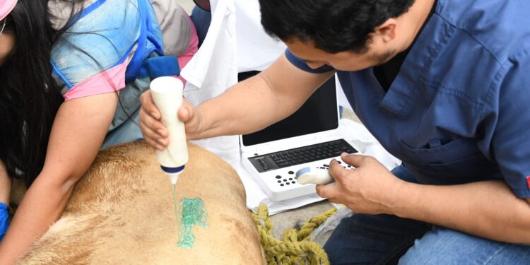 Activan atención médica para leona blanca del Tamatán