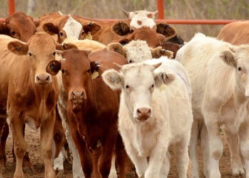 Detectan 40 casos activos de gusano barrenador en Tamaulipas; 80% se concentra en zona sur