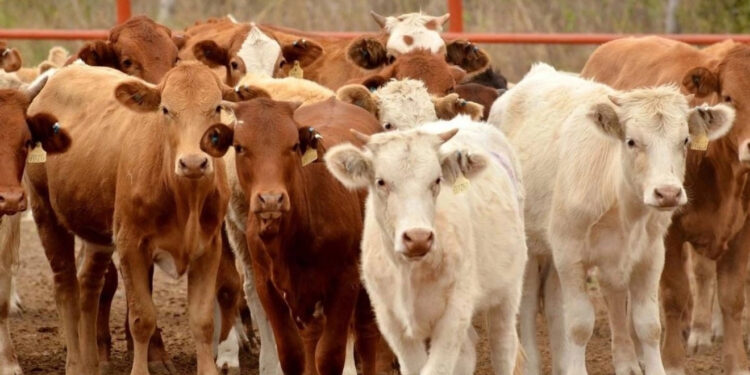 Detectan 40 casos activos de gusano barrenador en Tamaulipas; 80% se concentra en zona sur