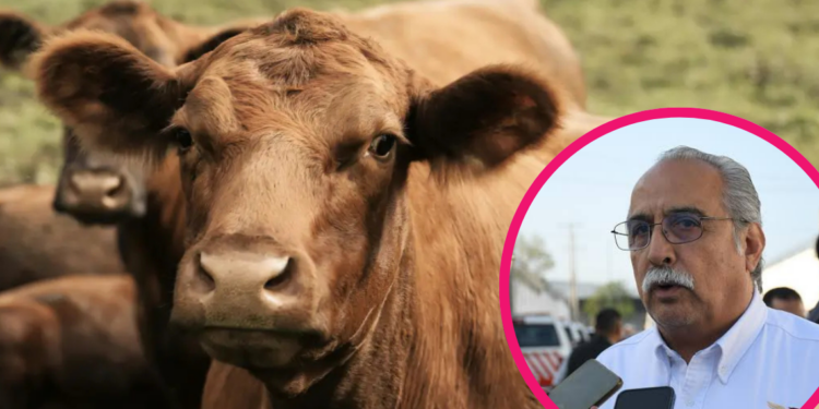 Contienen avance del gusano barrenador en Tamaulipas