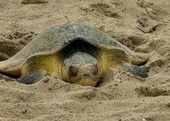 Continúa la temporada de anidación de tortuga lora en Tamaulipas; suman más de 118 mil huevos resguardados