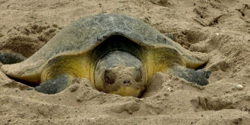 Continúa la temporada de anidación de tortuga lora en Tamaulipas; suman más de 118 mil huevos resguardados