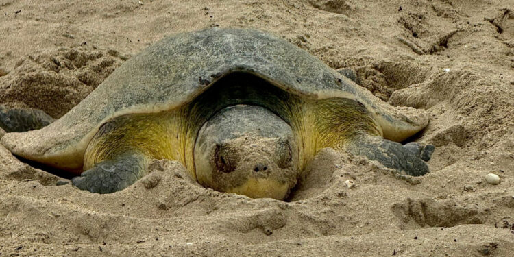 Continúa la temporada de anidación de tortuga lora en Tamaulipas; suman más de 118 mil huevos resguardados