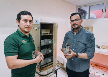 Nacen emús en el Zoológico Tamatán; ya pueden ser admirados por los visitantes