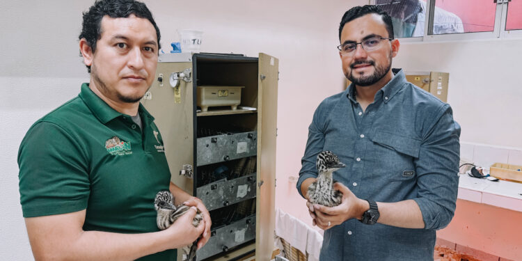 Nacen emús en el Zoológico Tamatán; ya pueden ser admirados por los visitantes