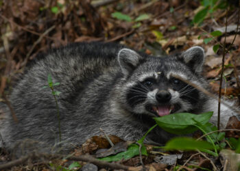 Vuelven a su hábitat: liberan nueve ejemplares de fauna silvestre tras rehabilitación en Tamaulipas