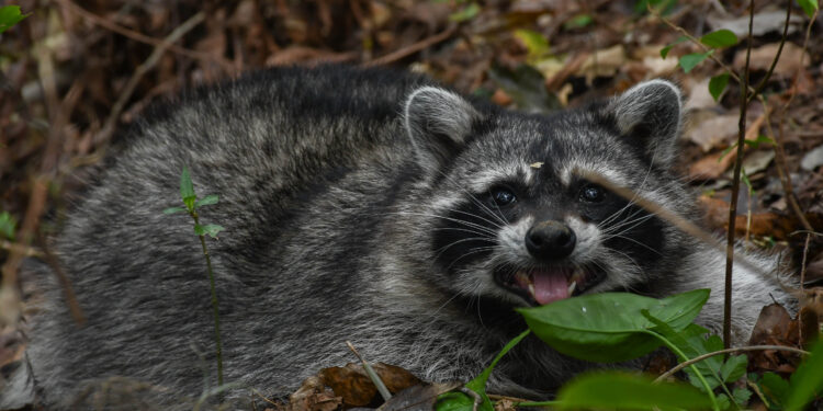 Vuelven a su hábitat: liberan nueve ejemplares de fauna silvestre tras rehabilitación en Tamaulipas