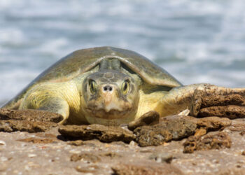 Continúa la temporada de anidación de tortuga lora en Tamaulipas; se resguardan más de 28 mil huevos