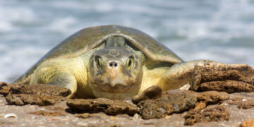 Continúa la temporada de anidación de tortuga lora en Tamaulipas; se resguardan más de 28 mil huevos