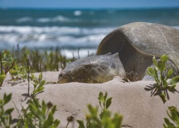 Tamaulipas refuerza vigilancia y protección de tortugas marinas en temporada de desove