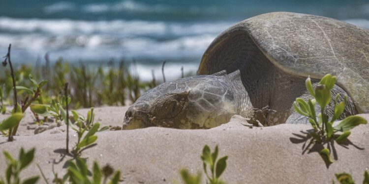 Tamaulipas refuerza vigilancia y protección de tortugas marinas en temporada de desove