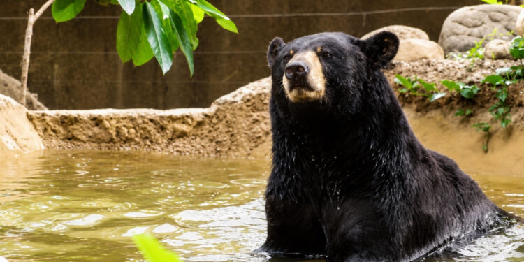 Refuerza Zoológico Tamatán cuidados especiales ante altas temperaturas