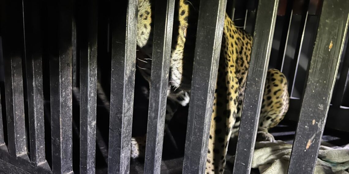 Rescatan jaguar atrapado en una trampa para jabalí en la sierra de Tamaulipas