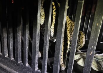 Rescatan jaguar atrapado en una trampa para jabalí en la sierra de Tamaulipas
