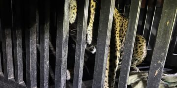 Rescatan jaguar atrapado en una trampa para jabalí en la sierra de Tamaulipas