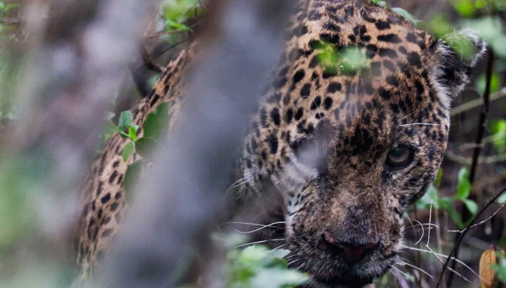 Liberan jaguar rescatado en Soto la Marina tras recibir atención especializada