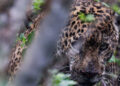 Liberan jaguar rescatado en Soto la Marina tras recibir atención especializada