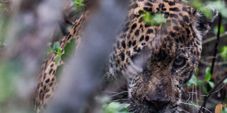 Liberan jaguar rescatado en Soto la Marina tras recibir atención especializada