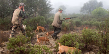 Lluvias favorecerán la cacería y la vida silvestre en Tamaulipas