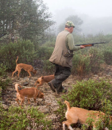 Lluvias favorecerán la cacería y la vida silvestre en Tamaulipas