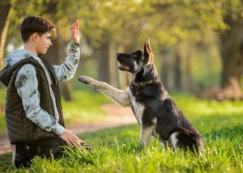 Invita Parque Recreativo Tamatán a curso de entrenamiento canino enfocado en búsqueda y rescate