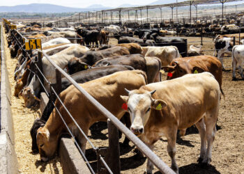 UAT busca apoyar al sector ganadero con investigación y productos a menor costo