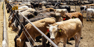 UAT busca apoyar al sector ganadero con investigación y productos a menor costo