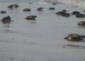 Mantiene Tamaulipas acciones de conservación de la tortuga lora durante la recta final de la temporada