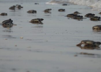 Mantiene Tamaulipas acciones de conservación de la tortuga lora durante la recta final de la temporada