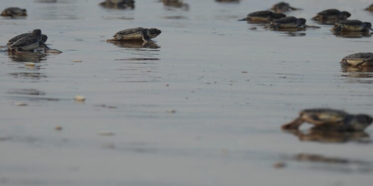 Mantiene Tamaulipas acciones de conservación de la tortuga lora durante la recta final de la temporada